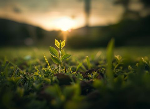 Eine kleine Pflanze wächst auf einer saftig grünen Wiese heran. Abendstimmung, warme Farben. Makrofotografie.